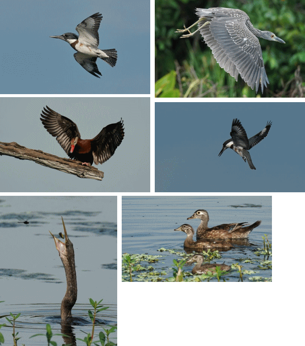 70以上 鳥 飛ん でる 二ノ国 飛ん でる 鳥